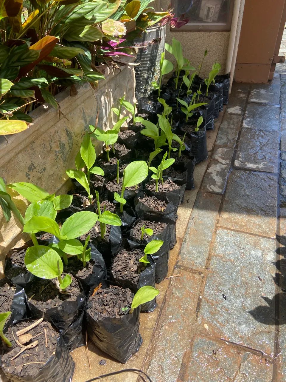 Mudas de açafrão da terra - Foto 2