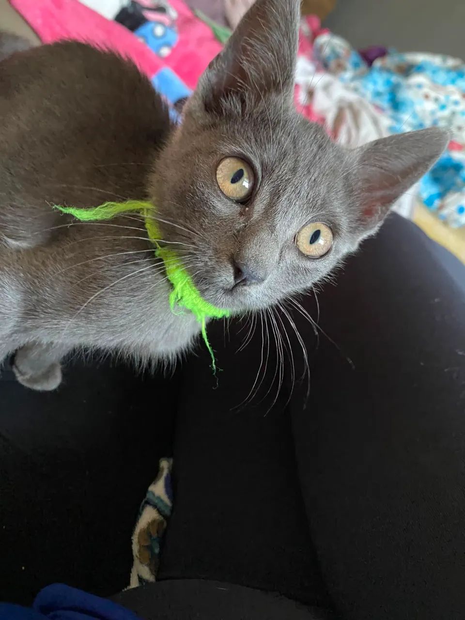 Gatinhos para doar  - Foto 2