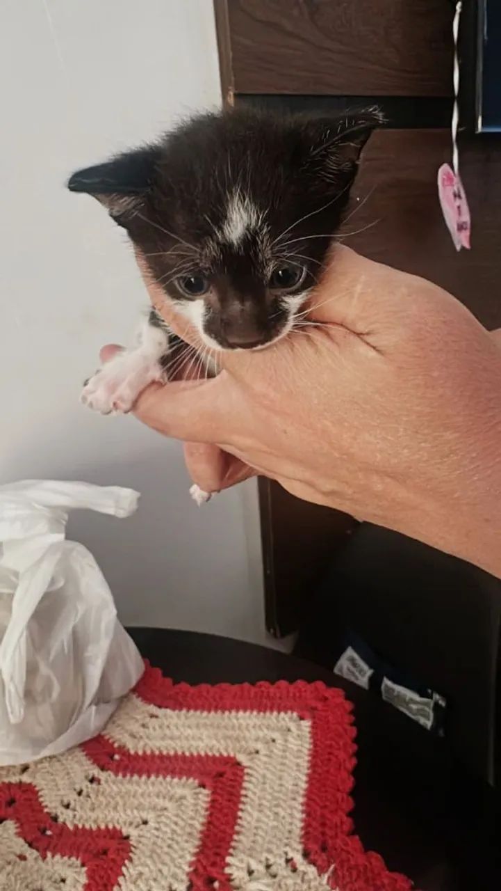 Gato  - Foto 2