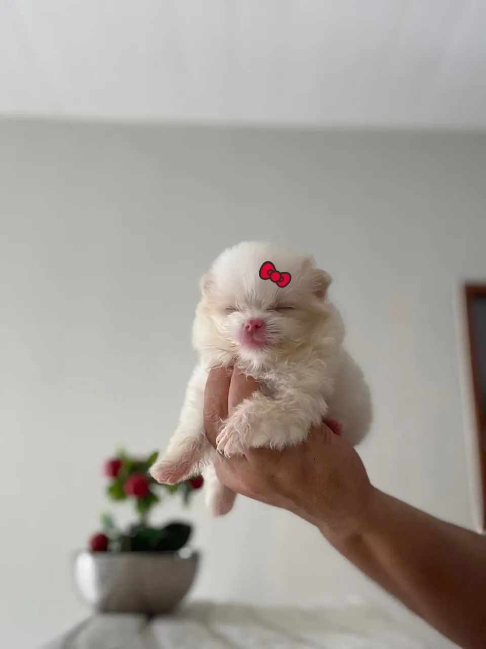 Spitz alemão  - Foto 2