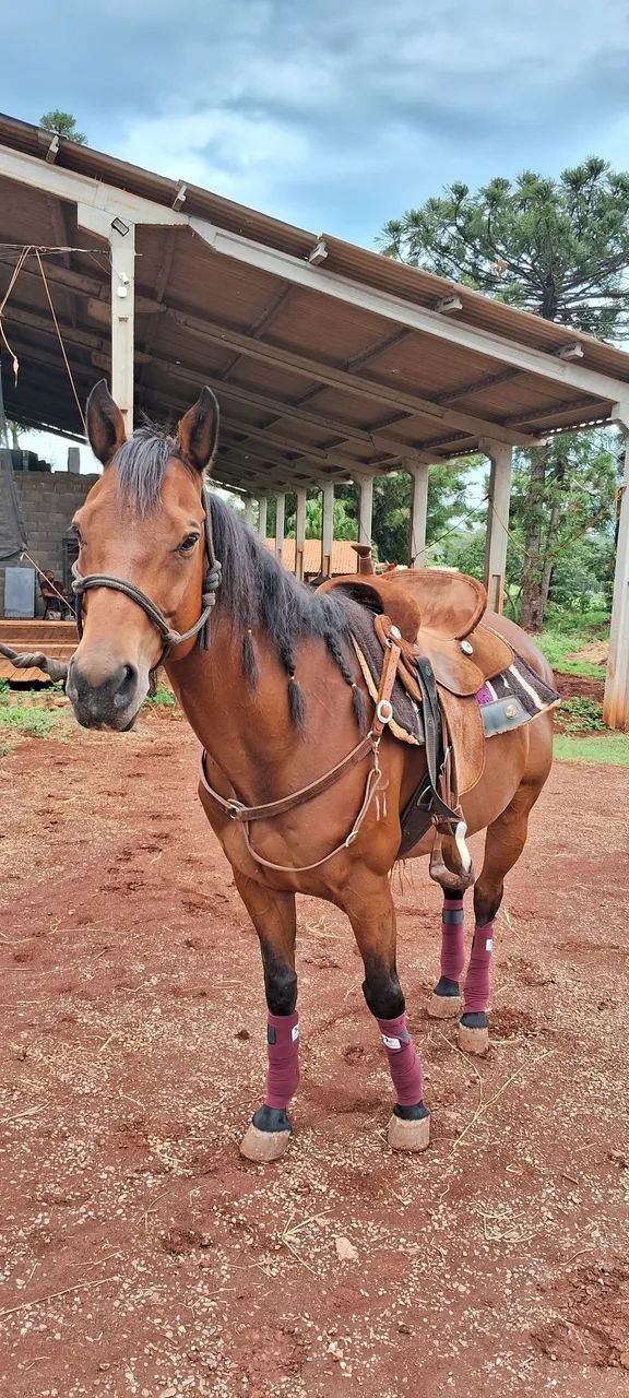 Cavalo Quarto de milha PO 