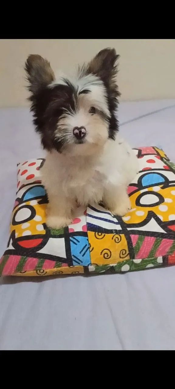 Vendo lindos caesinhos da raça Biewer terrier, são 2 feminhas e 1 machinho.  - Foto 4