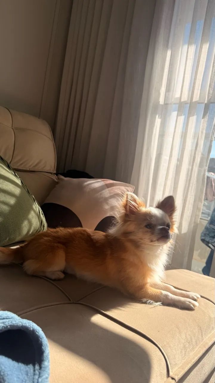 Chihuahua Macho Cruza - Foto 4