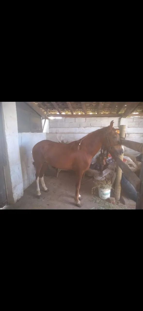 Cavalo Castrado Mangalarga Machador  - Foto 3