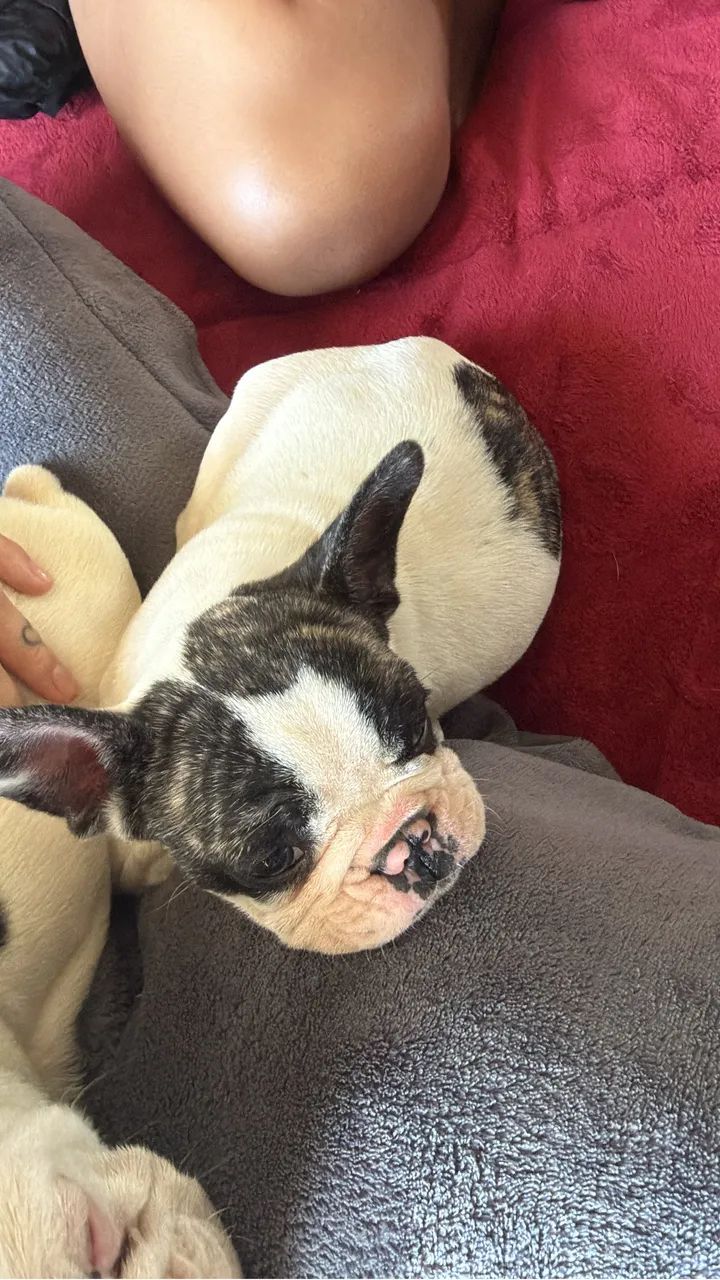 Buldogue francês  - Foto 2