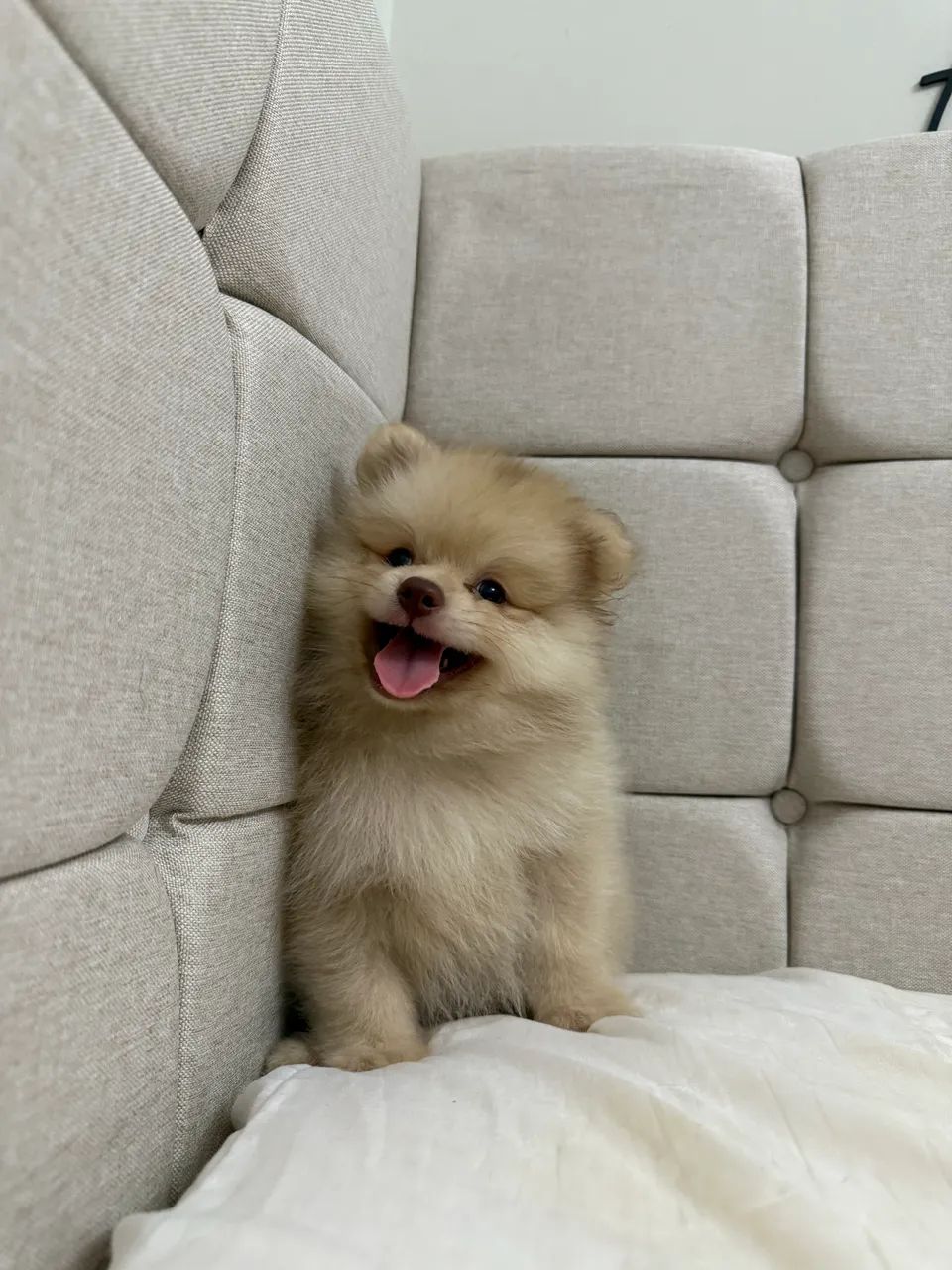 Lulu da Pomerania  - Foto 4