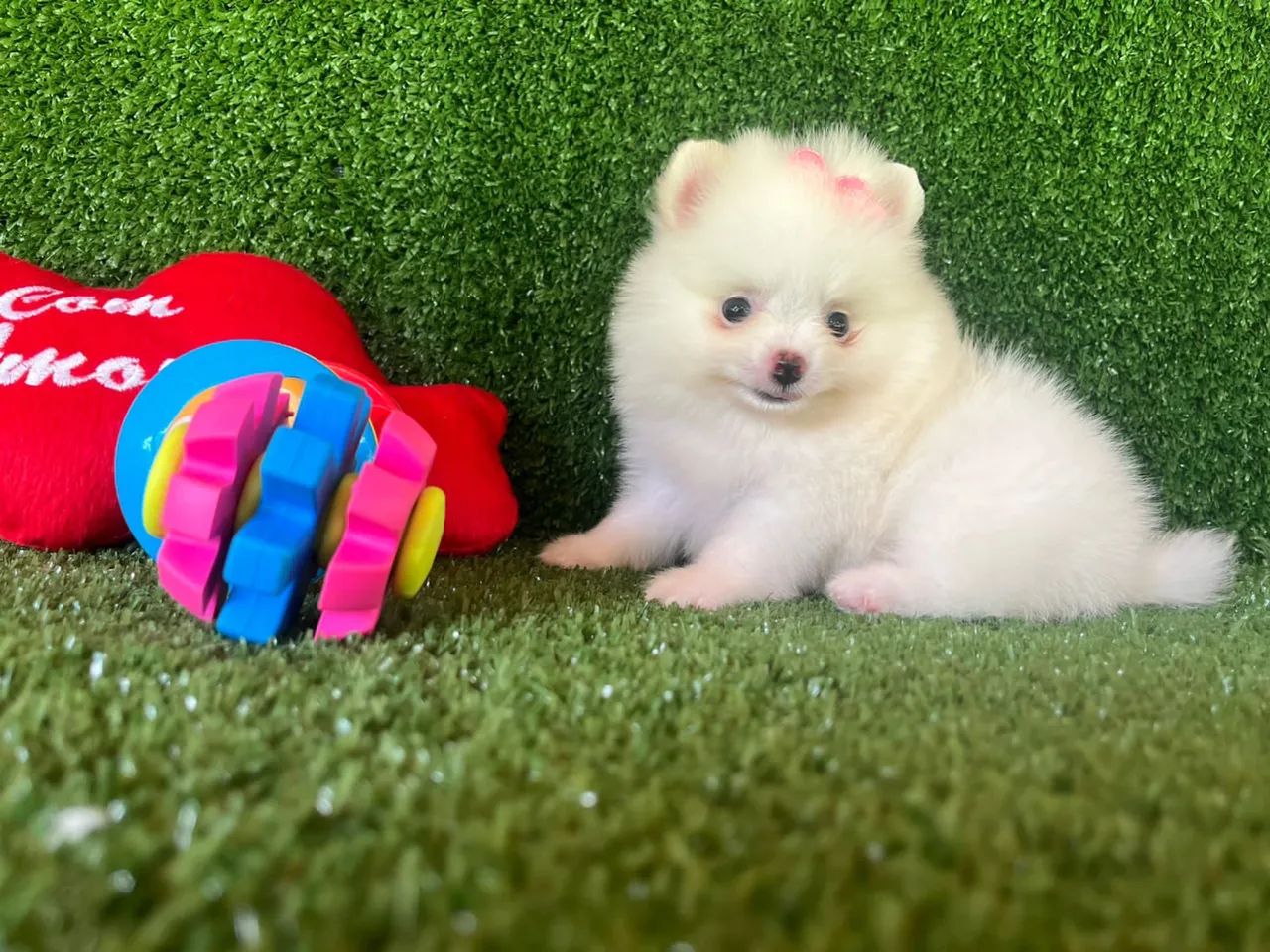 Spitz alemão macho e fêmea  - Foto 4