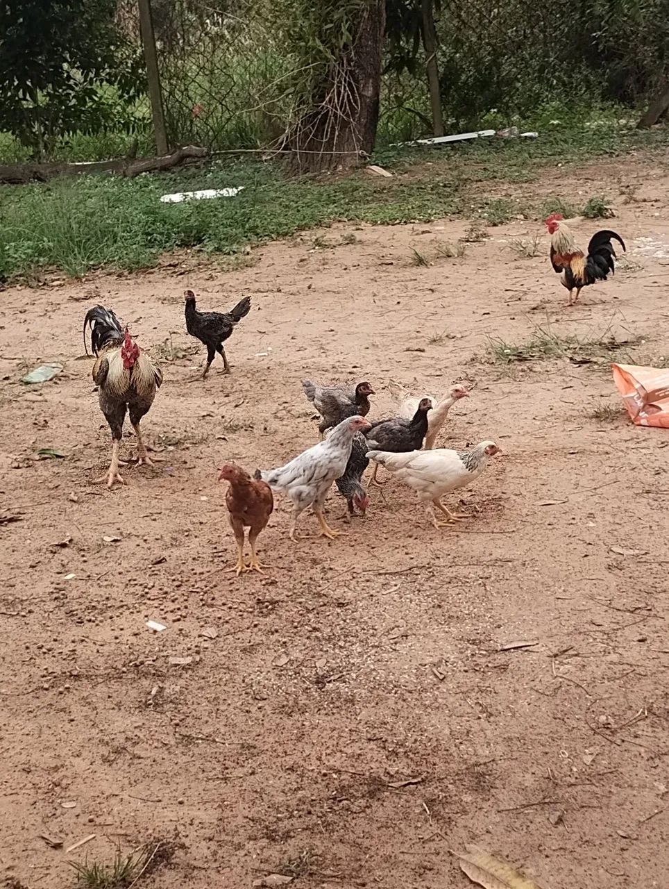 Galinhas e franguinhos  - Foto 4