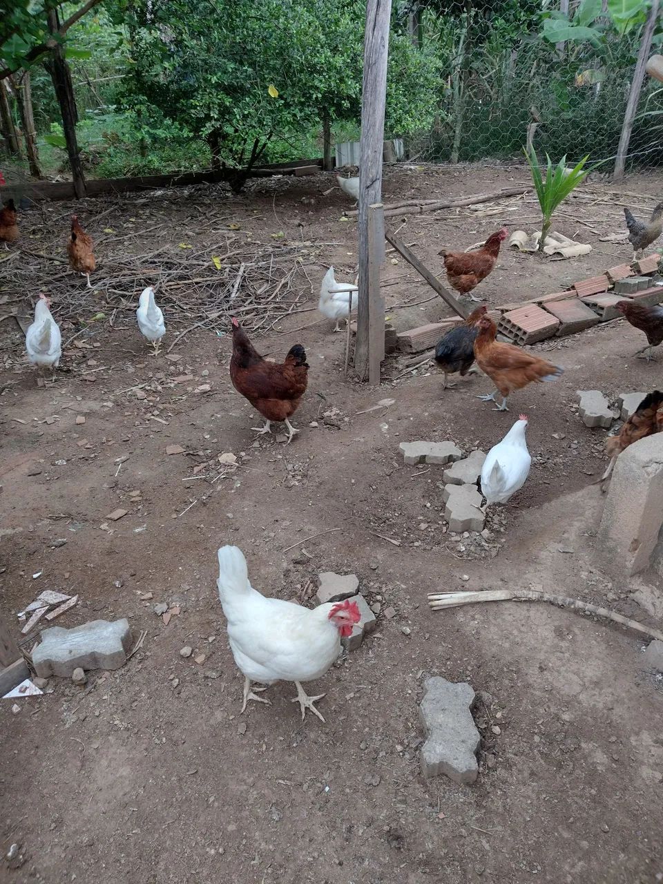 Galinhas poedeiras  - Foto 5