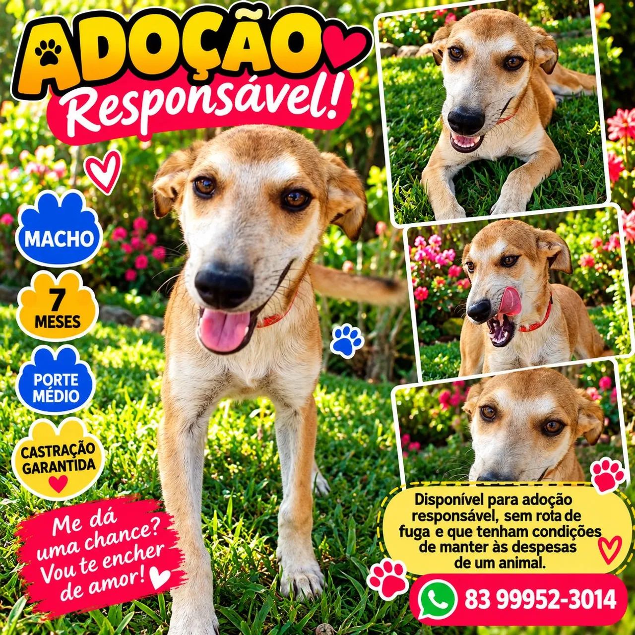 ADOÇÃO  - Foto 2