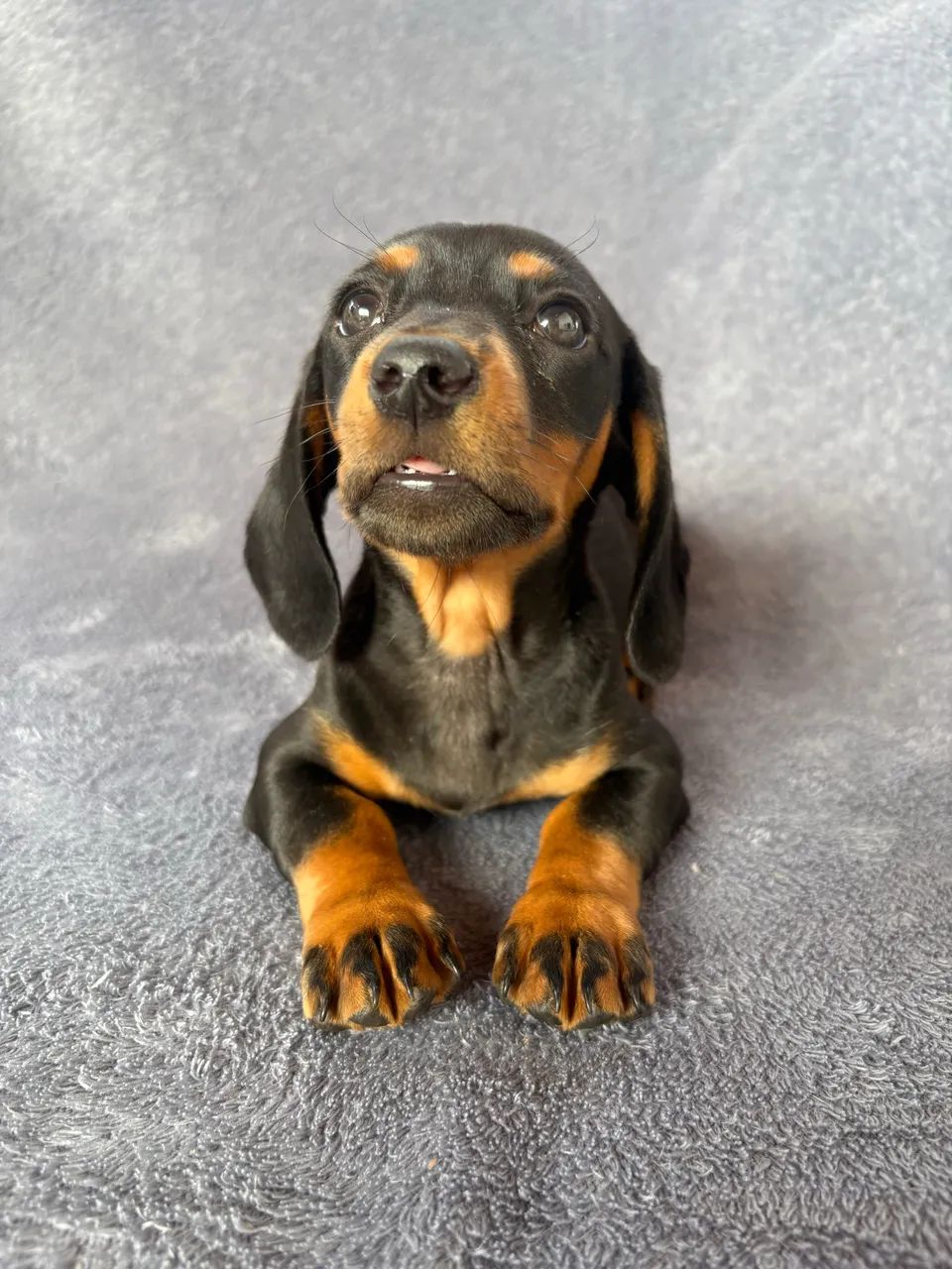 Dachshund fêmea  - Foto 2