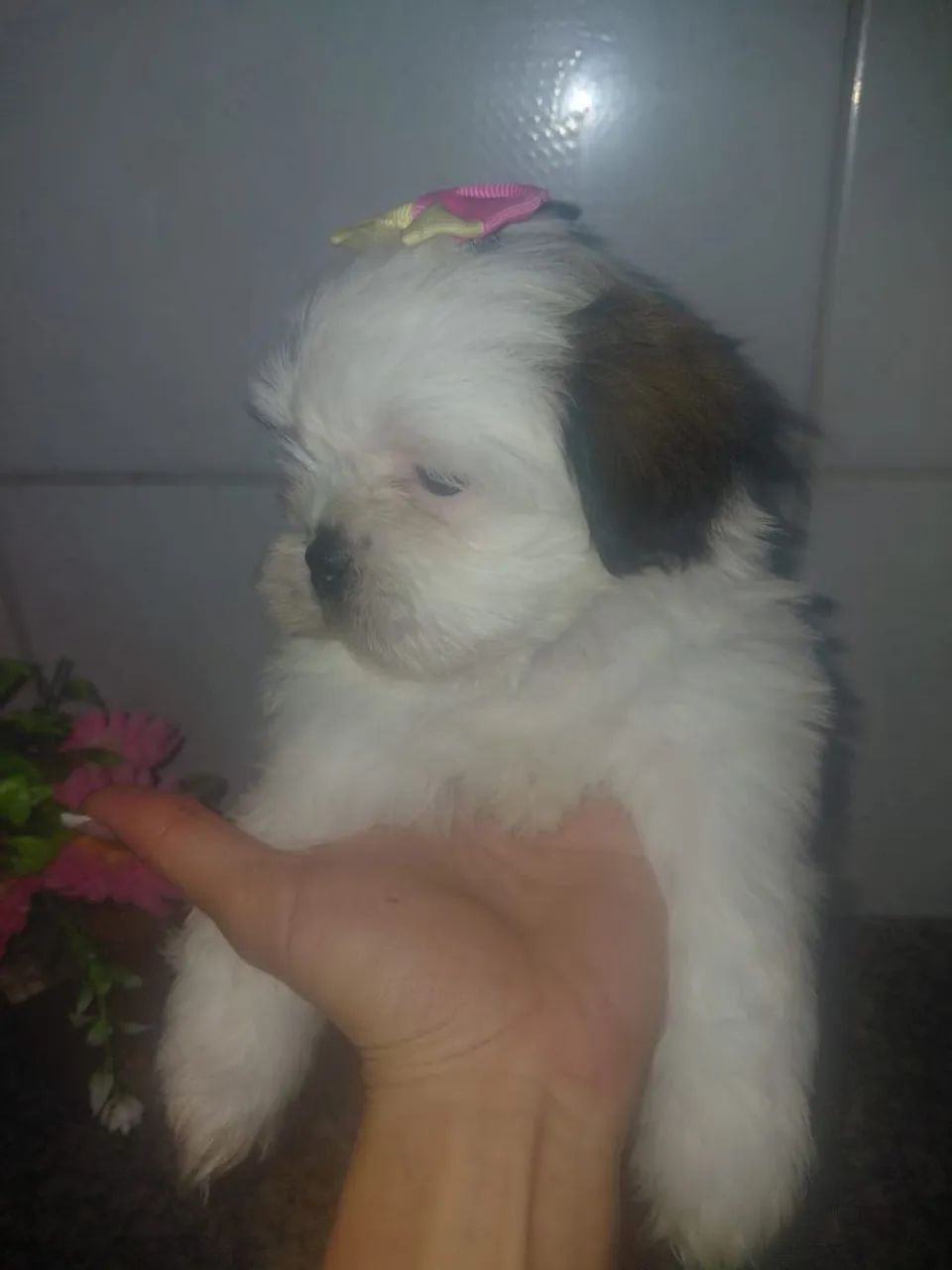 Shitzu femea  - Foto 4