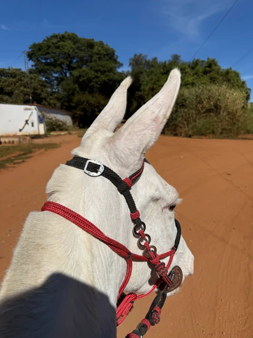 Mulas de patrão  - Foto 4