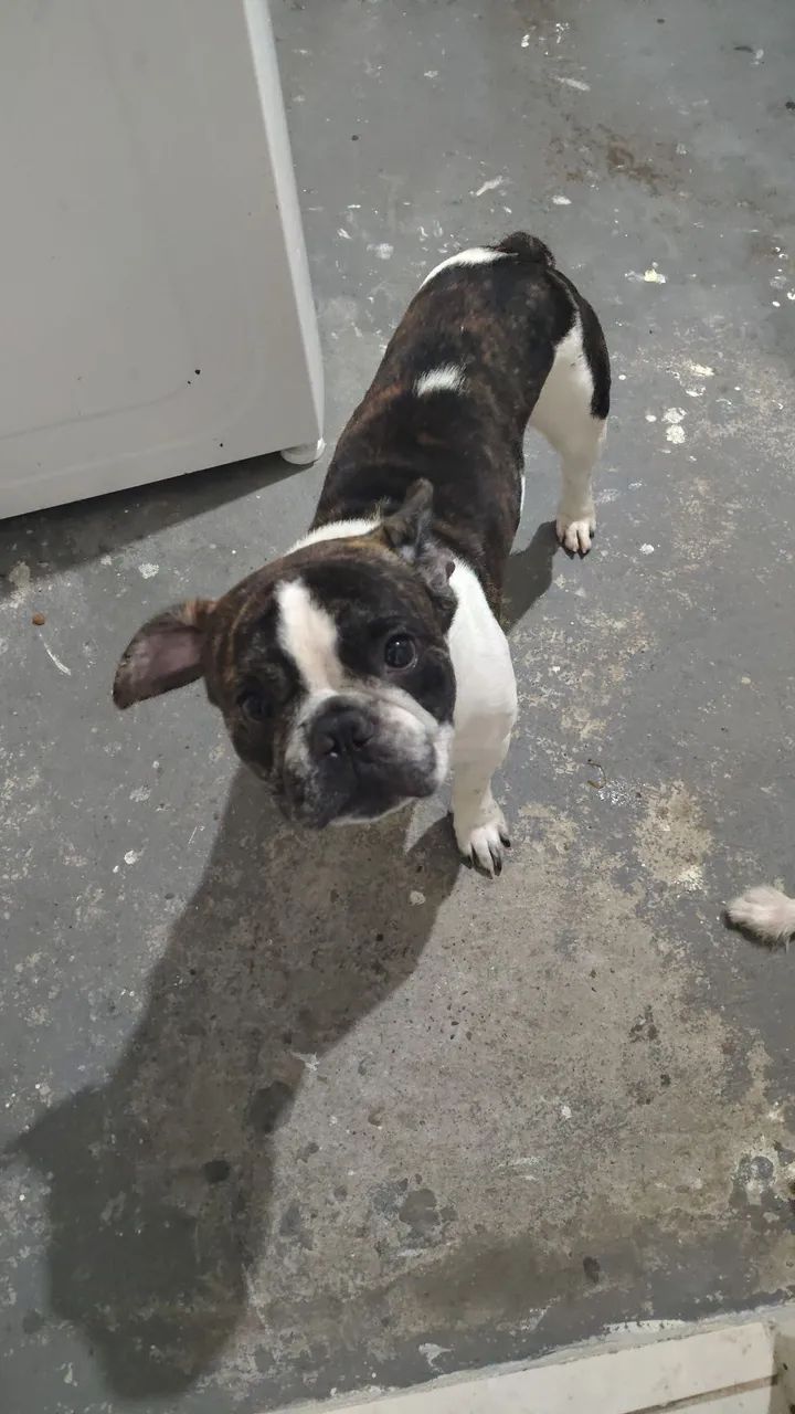 Buldog  - Foto 3