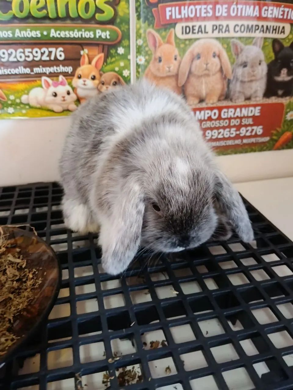 Mini Coelho Variadas Raças e Valores  - Foto 5