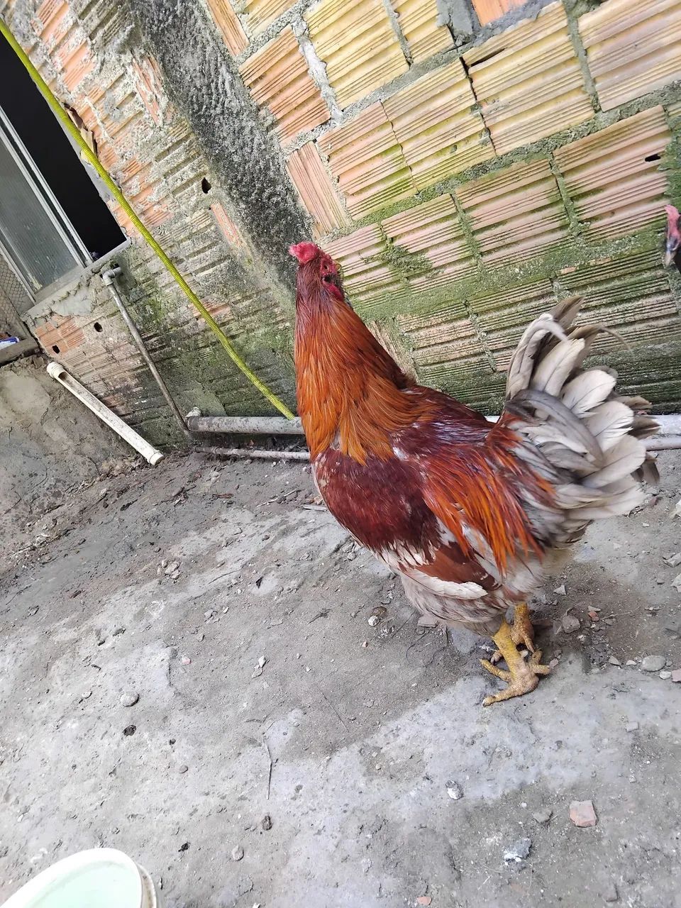 Galo 