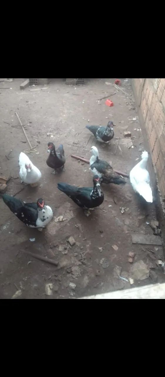 Patos adolescentes  - Foto 2