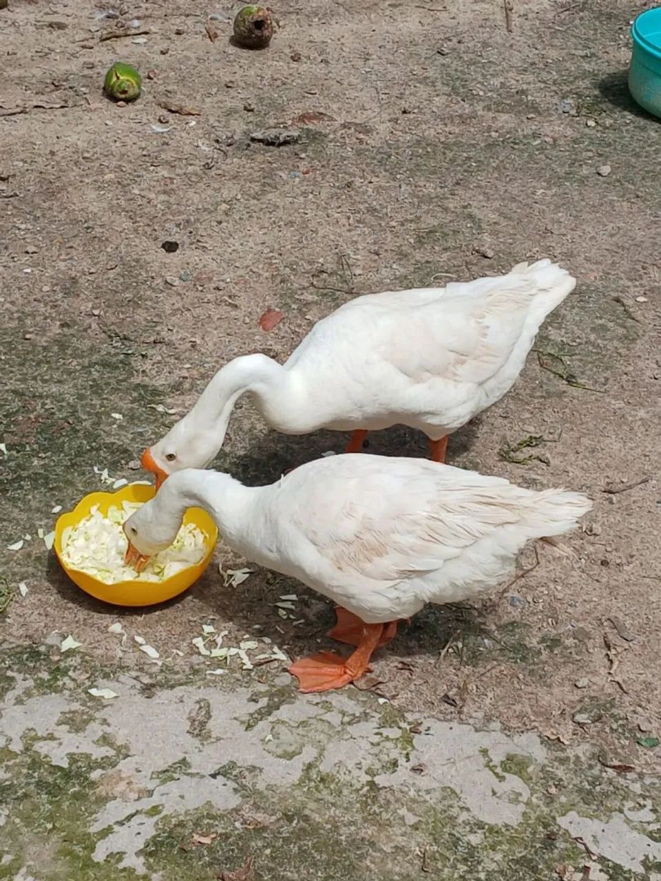 Ganso Chinês