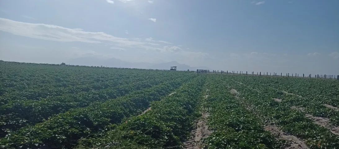 Vendo fazenda de 114  Hectares - Foto 4