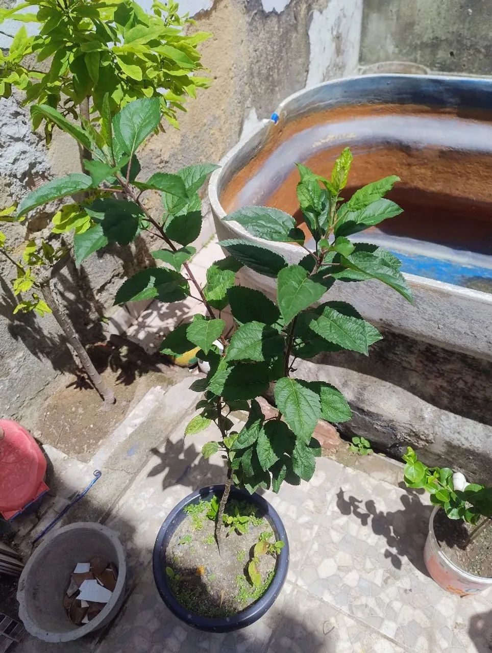 Planta  maçã Eva com 90 centímetros  - Foto 3
