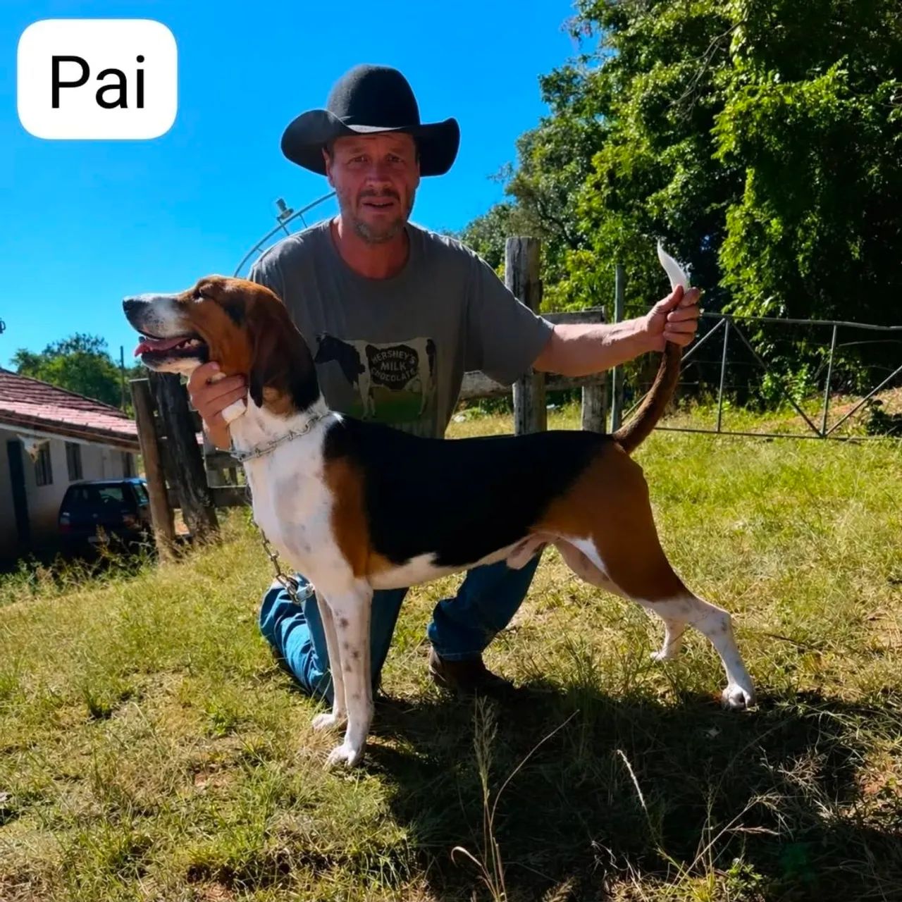 Fox Hound Americano - Foto 4