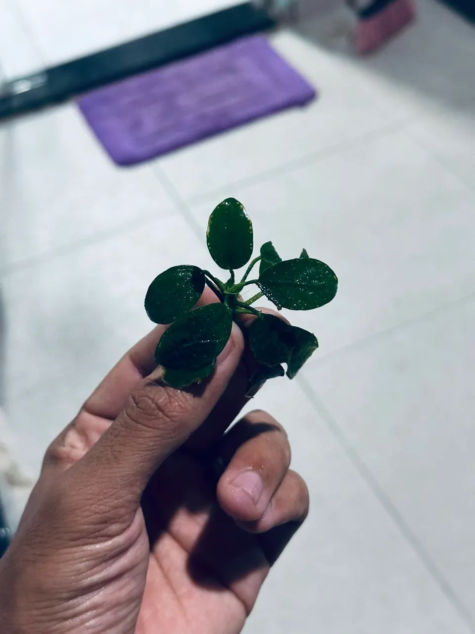 Anubia nana petit