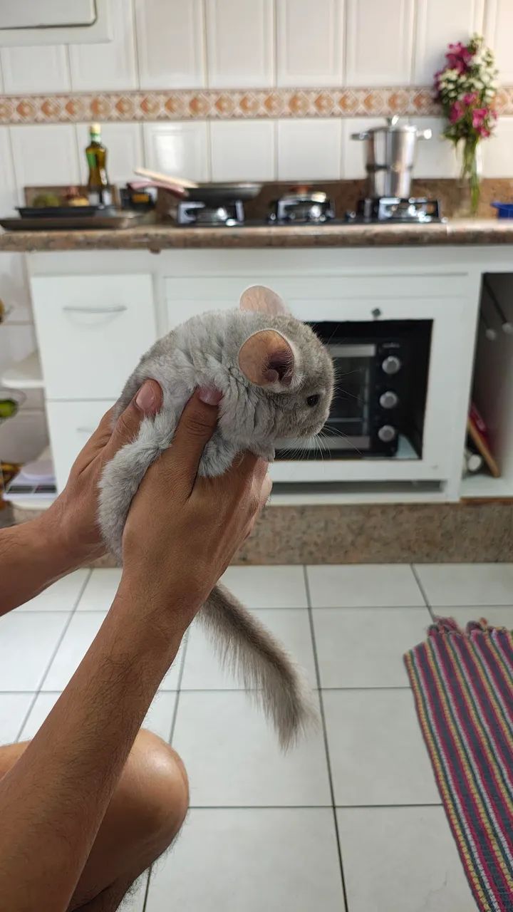 Filhotes chinchila - Foto 2