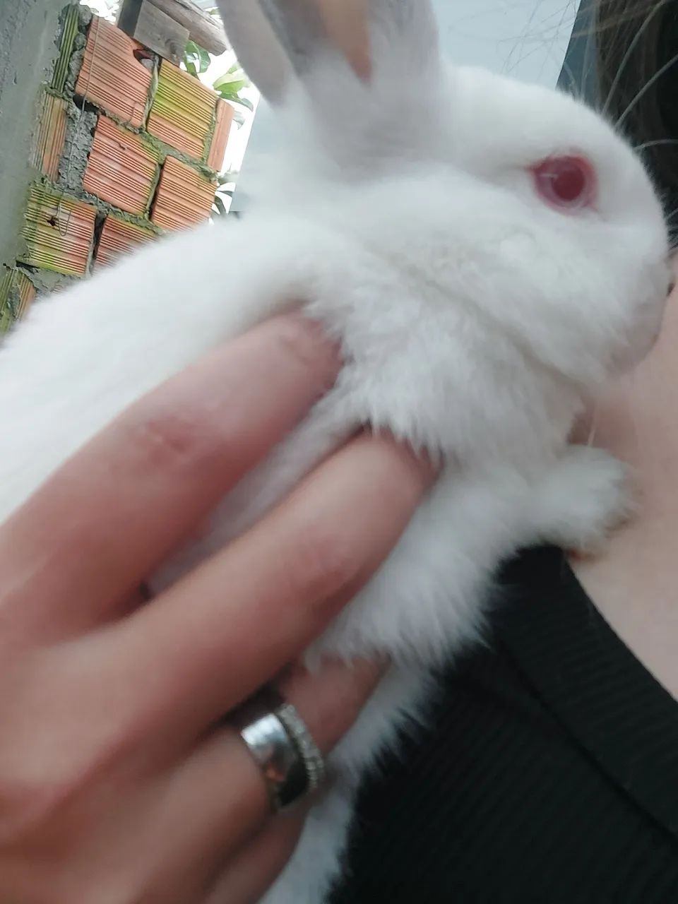 Último filhote netherland dwarf disponível 3 meses - Foto 2