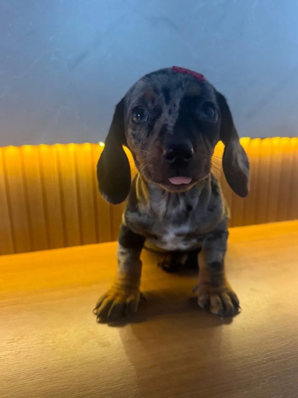 dachshund salsichinha  - Foto 2