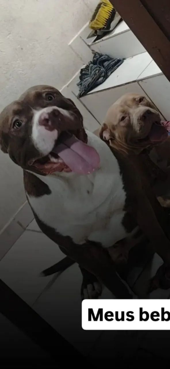 Cachorro ? - Foto 5