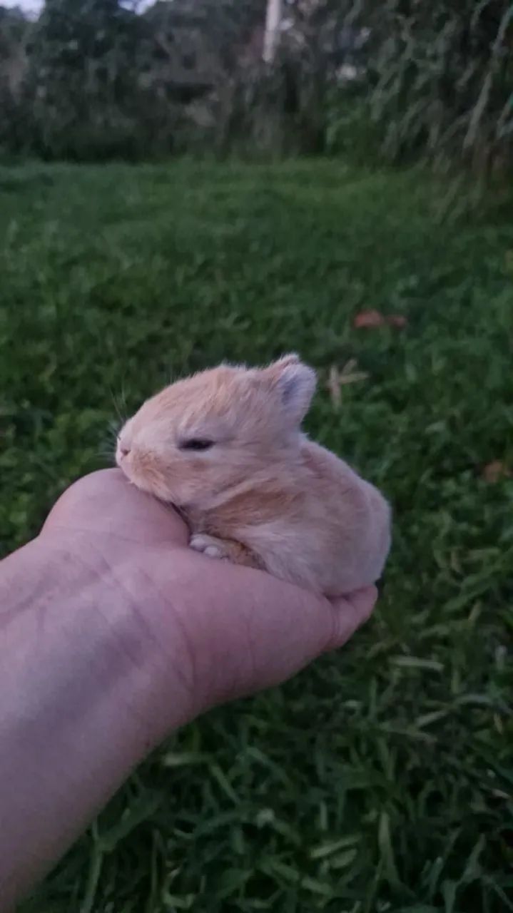 Mini coelhos ( NETHERLANDS) - Foto 3