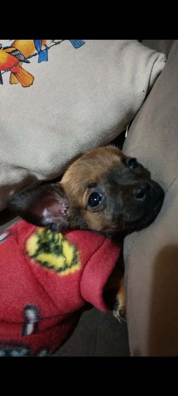 Cachorro Pincher 