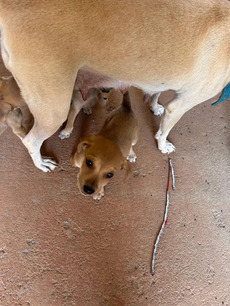 Doação de cachorro - Foto 2