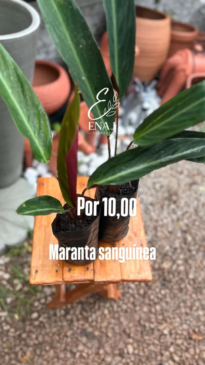 Plantas variadas  - Foto 2
