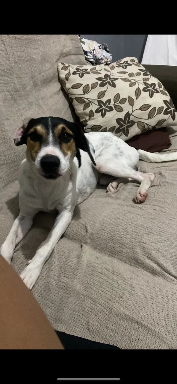 Adoção responsável  - Foto 3