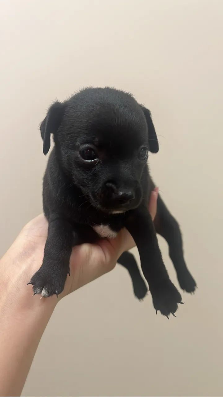 Pinscher somente macho 