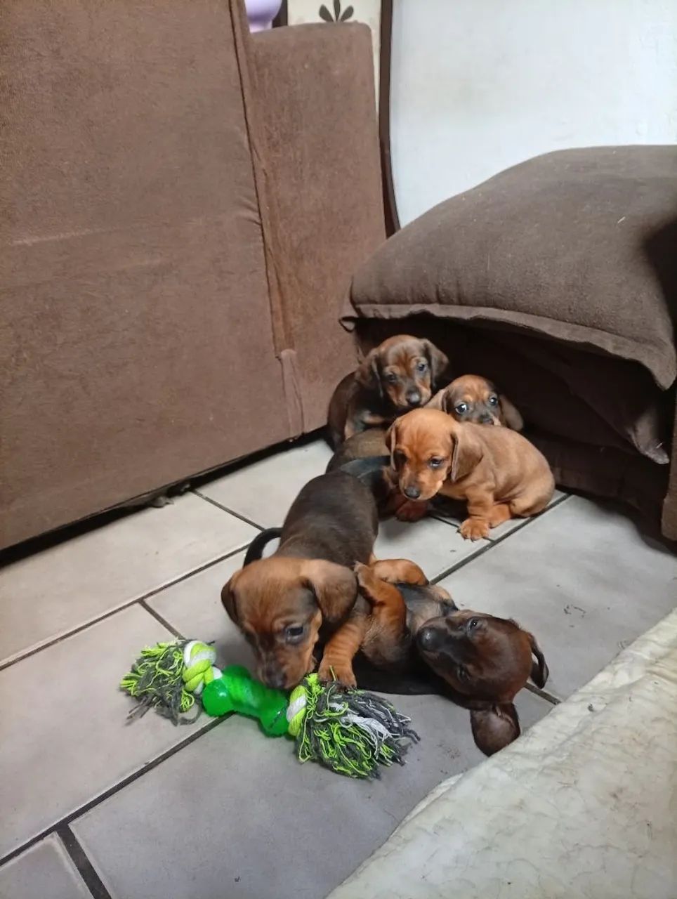 Dachshund  - Foto 3