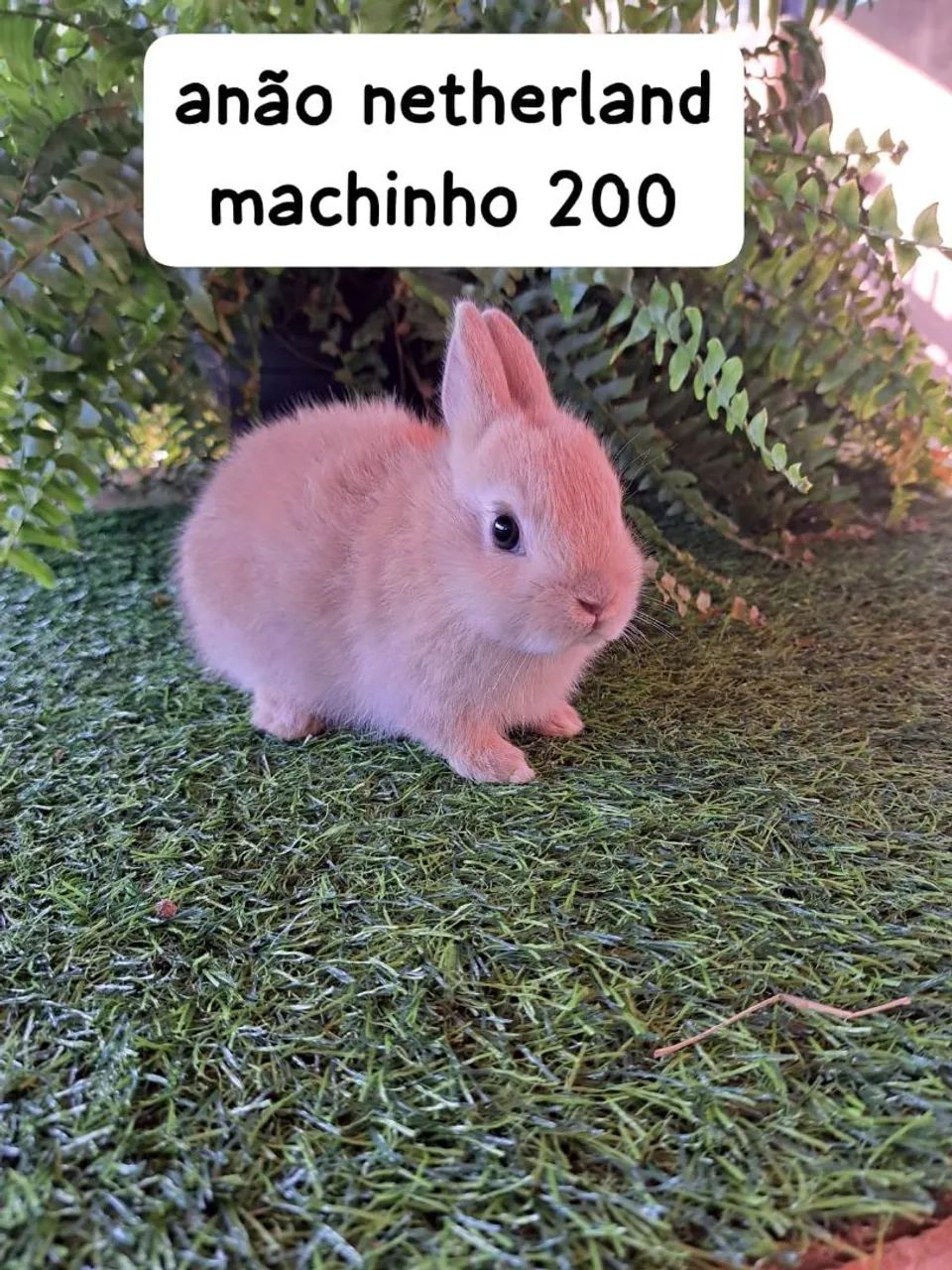 mini coelhos varias raças (filhotes) - Foto 5