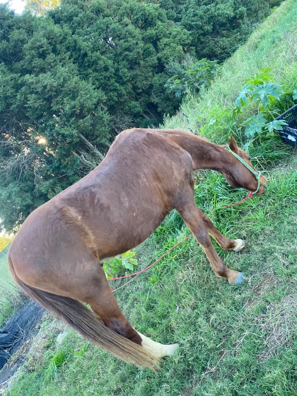 Cavalo trote  - Foto 3