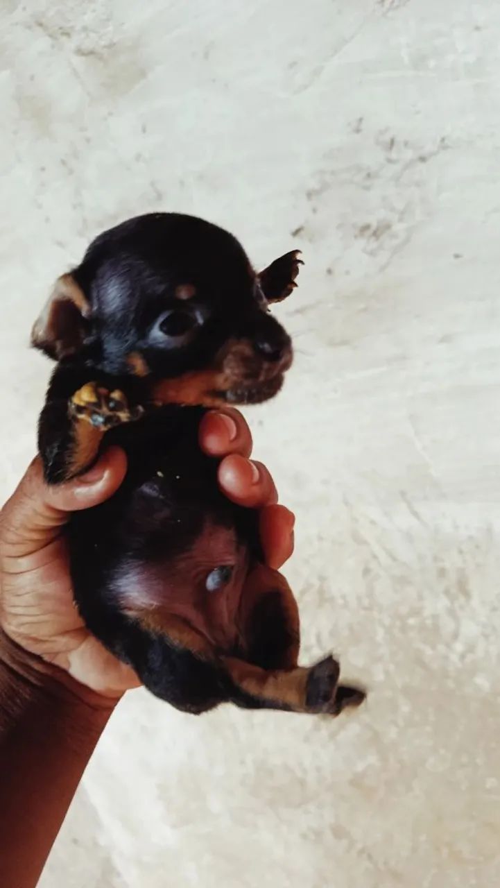 Pinscher  - Foto 2