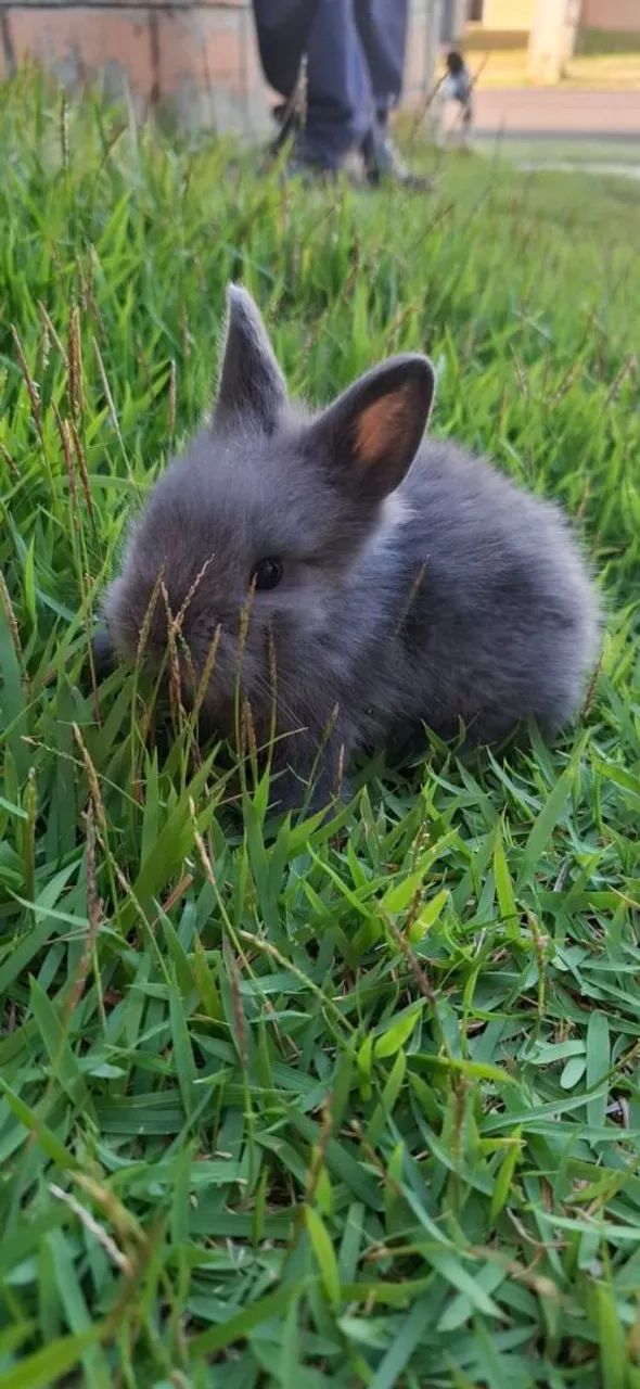 Mini coelhos  - Foto 3
