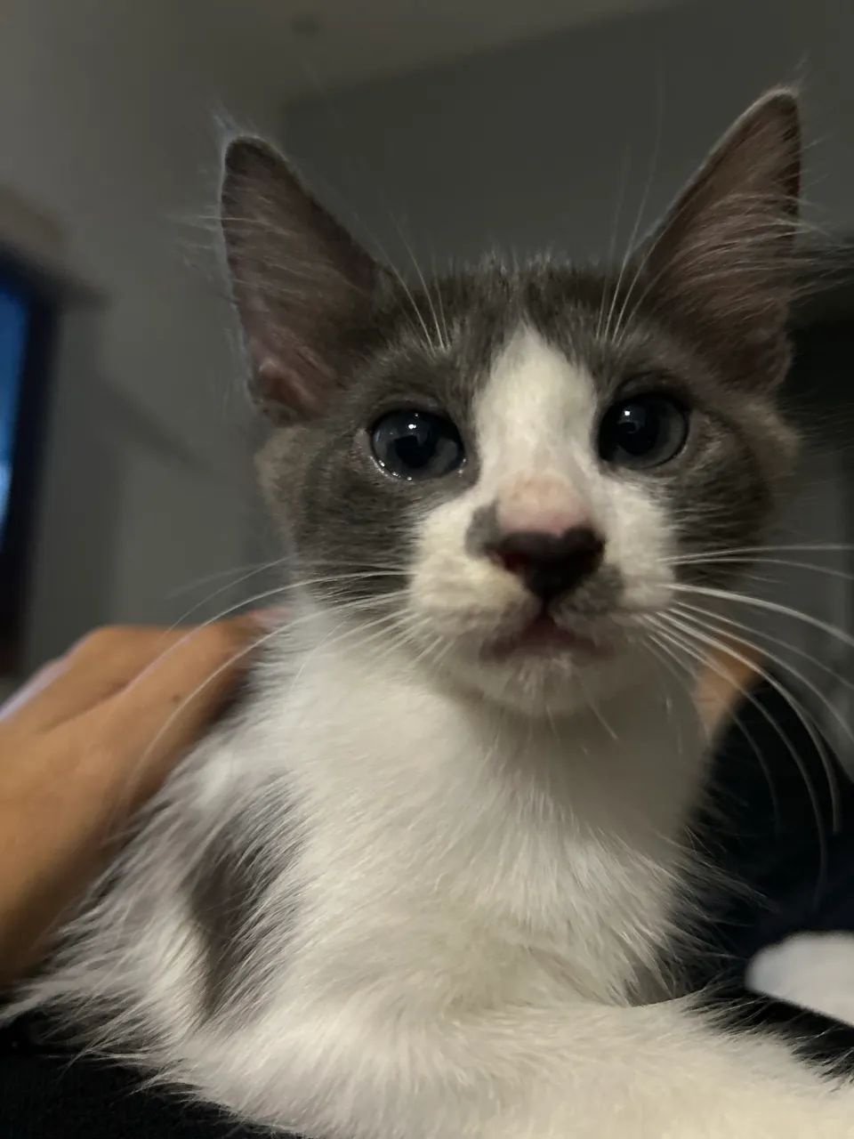 Adoção responsável 