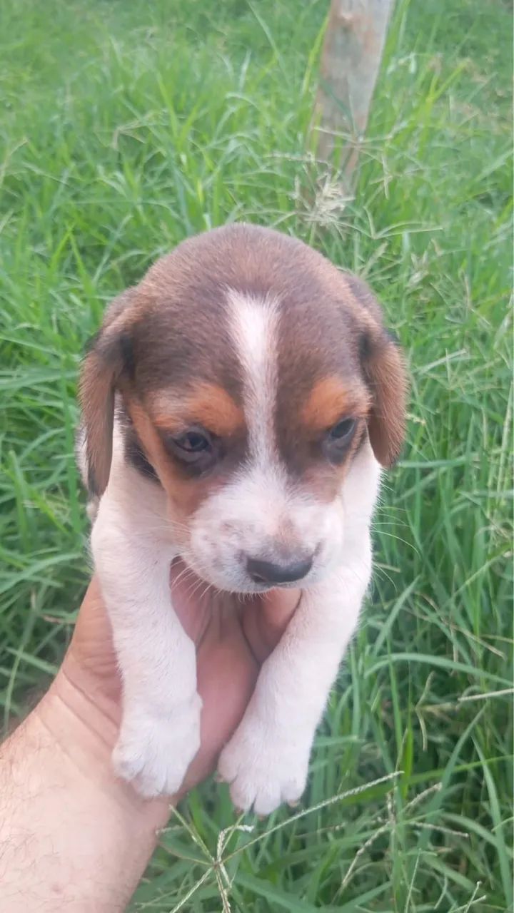 Beagle PROMOÇÃO - Foto 4