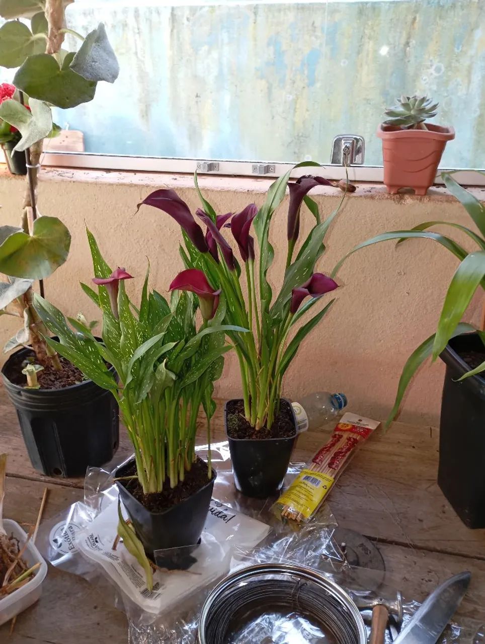 Plantas e sementes  - Foto 3