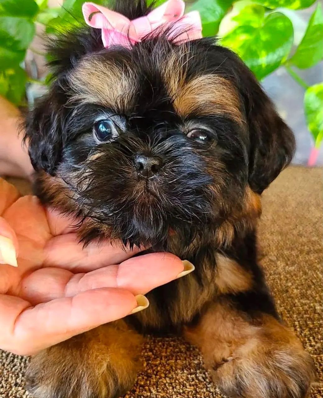 Shihtzu fêmea micro  - Foto 3