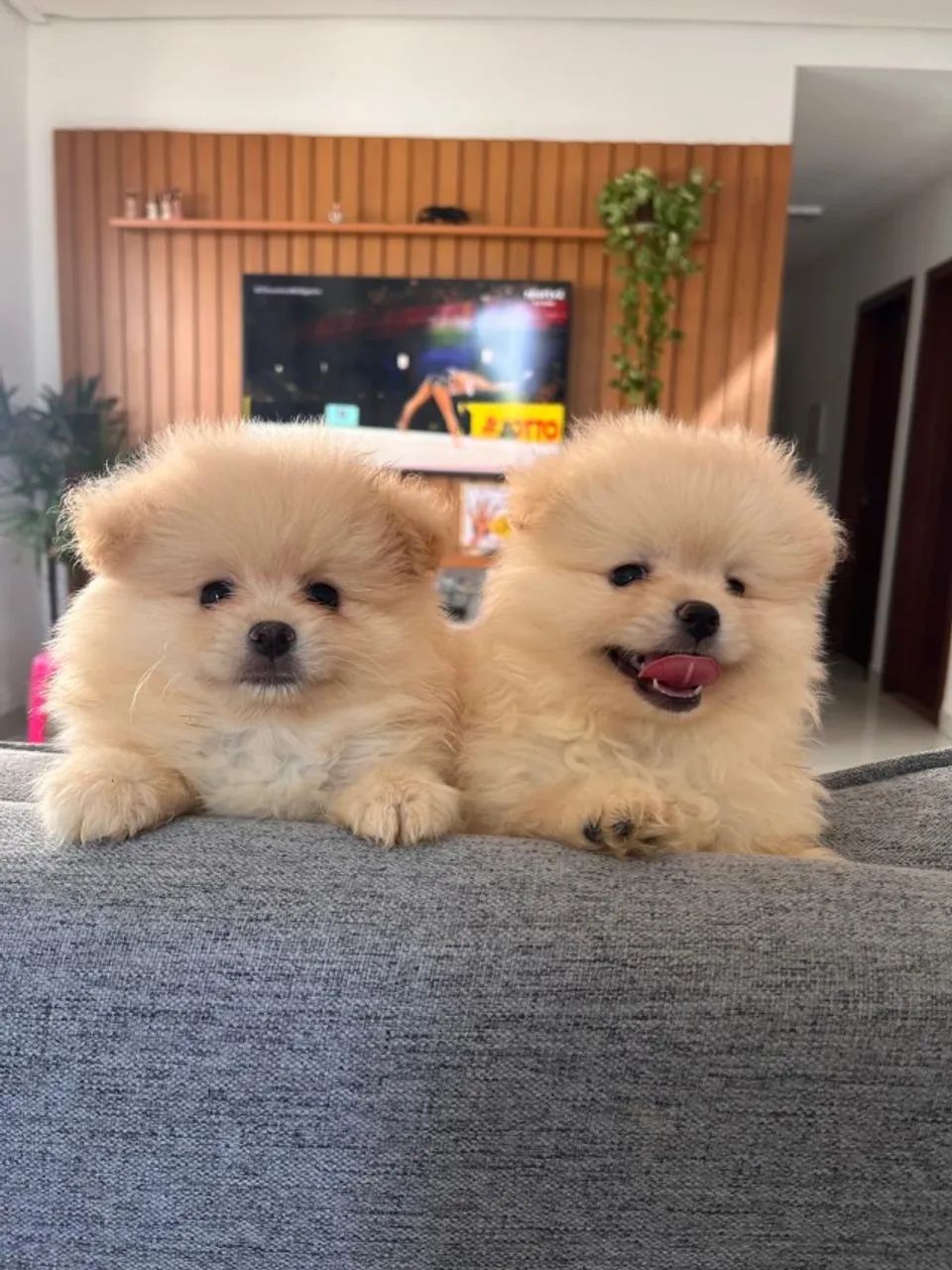 Filhote de Spitz Alemão- Lulu da Pomerânia A partir de 2.500,00 R$