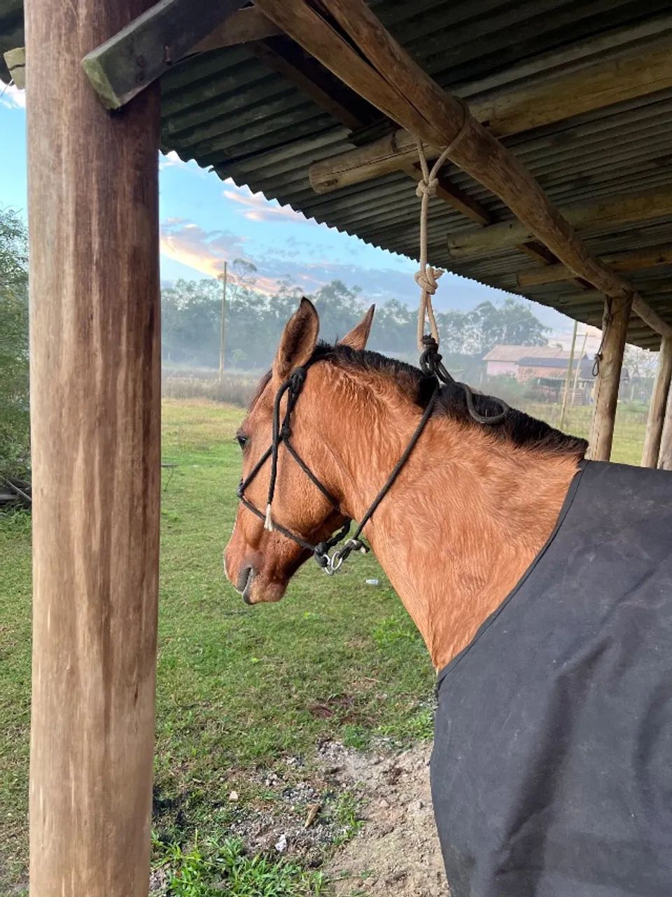 Cavalo Criolo - Foto 2
