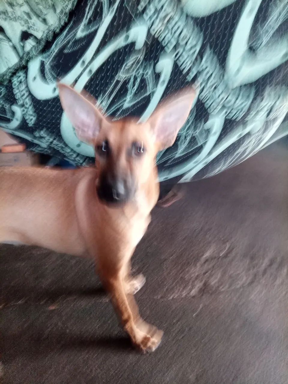 Junior 