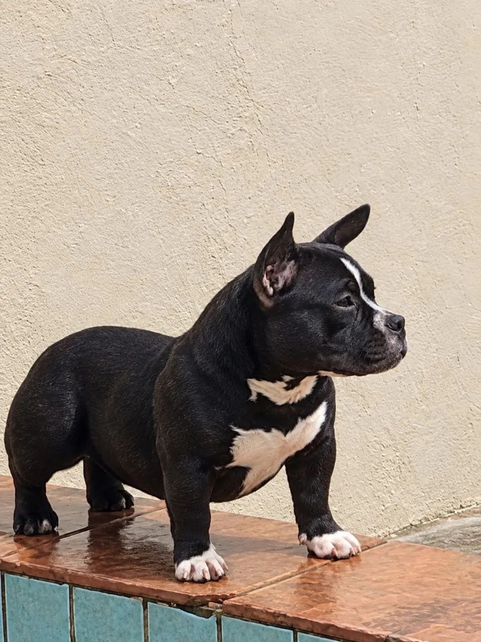 American Bully micro  - Foto 4