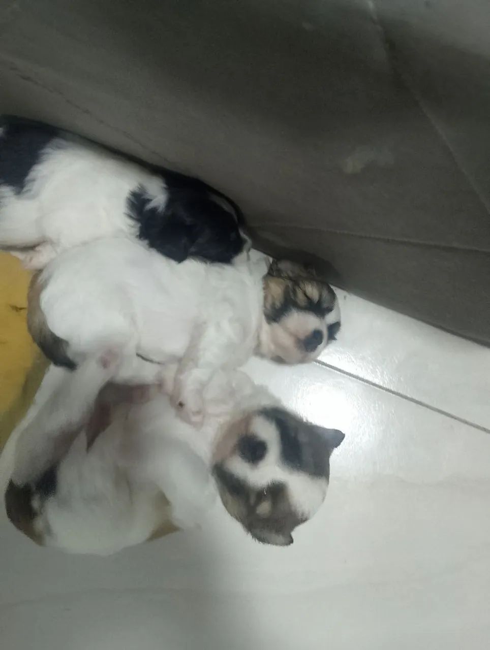 Cachorro shih Tzu - Foto 3